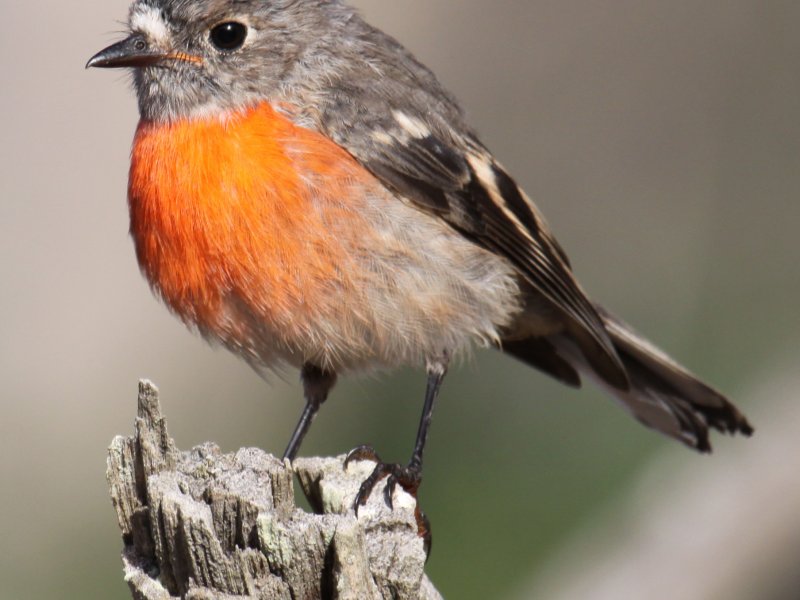 Orange Breasted Robin At Hgr 2